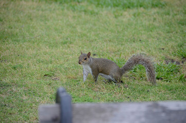 squirrel in the grass looking at me