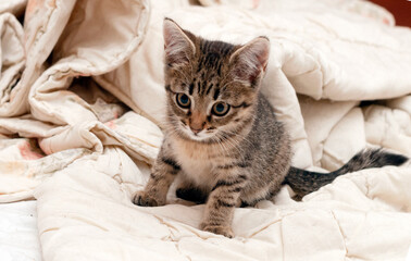 high angle view of cute tabby kitten on white blanket in shelter