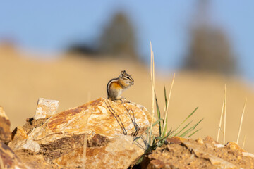 Cute Chipmunk on a Branch