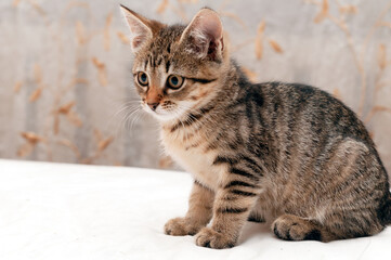 side view of cute tabby stripped brown cat on white blanket on bed at home