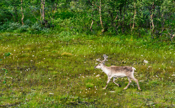 Side view of a Reindeer in front of a forest, Honningsvag, Nordkapp, Finnmark, Norway