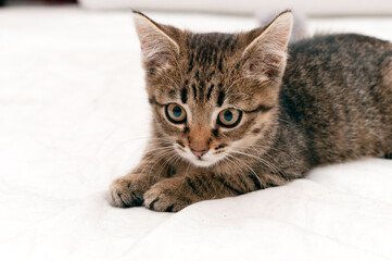 Fototapeta na wymiar selective focus of cute tabby brown kitten looking away on white background with copy space