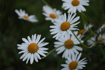 marguerite (primula) is blooming in the garden