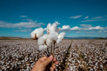 Cloudy blue sky, hand-held white cottons and cotton field - obrazy, fototapety, plakaty