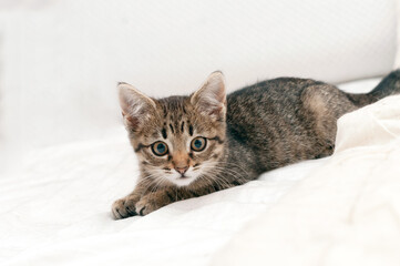 selective focus of cute tabby brown kitten looking at camera on white blanket at home