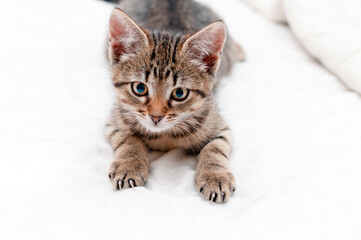 Fototapeta na wymiar selective focus of cute tabby brown kitten looking at camera on white background with copy space