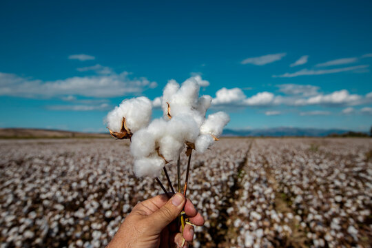 Cloudy blue sky, hand-held white cottons and cotton field