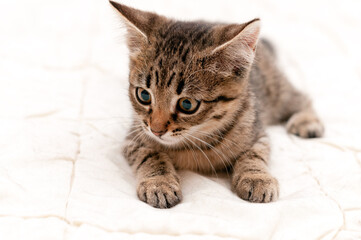 Fototapeta na wymiar soft focus of cute tabby brown stripped kitten on white blanket on bed lying and looking away