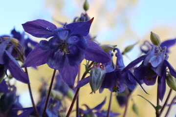 Purple bee-friendly Columbine flowers in the natural garden