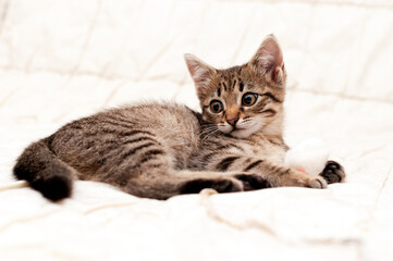 selective focus of cute tabby brown stripped kitten looking away on white blanket on bed at home