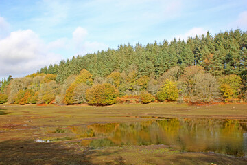 Dry bed of Trenchford Reservoir, Devon, in Autumn	