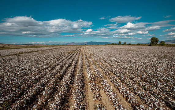 Cotton Field In Cloudy Blue Sky