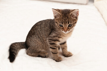 side view of adorable tabby brown cat sitting on white blanket and looking away on bed