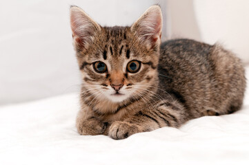 Fototapeta na wymiar soft focus of cute tabby brown cat in white blanket on bed lying and looking at camera