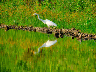 Great White Egret Bird Standing in Shallow Water with Neck Outstretched with Full Reflection in Water Along with Green Foliage from Shoreline