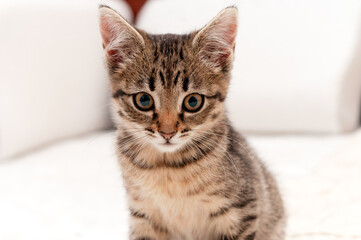 selective focus of cute tabby brown cat on white blanket on bed looking at camera