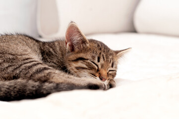 Fototapeta na wymiar soft focus of cute brown tabby stripped cat sleeping on bed