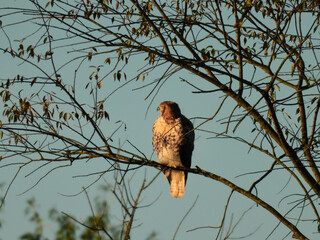 Red-Tailed Hawk Bird of Prey Perched in Morning Sunlight in Almost Bare Autumn Tree 