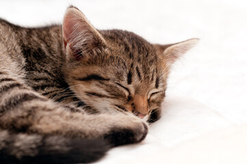 Fototapeta na wymiar soft focus of cute brown tabby stripped kitty sleeping on white blanket on bed