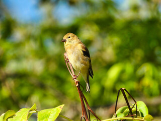 Goldfinch Female Bird Perched Upon Plant Stem in Early Morning Sun with Green Foliage Blurred in...