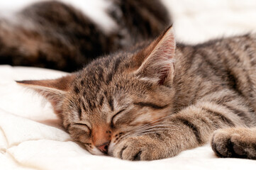 soft focus of cute brown tabby cat sleeping on white blanket on bed
