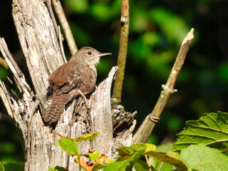 House Wren Bird Sitting in Dead Tree Trunk with Green Foliage Blurred in Background