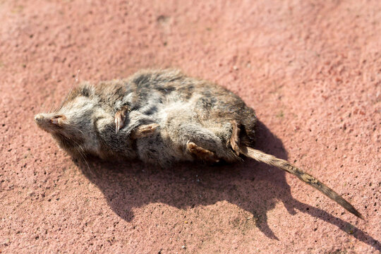 Dead Common Vole on the ground, close up image