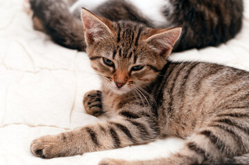 Naklejka na ściany i meble sleepy cute brown tabby stripped cat on white blanket on bed at home