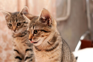 soft focus of cute tabby cats looking away on white blanket in shelter