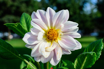 One beautiful large white dahlia flower in full bloom on blurred green background, photographed with soft focus in a garden in a sunny summer day.