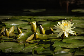 Beautiful flowers of yellow water lily in the afternoon