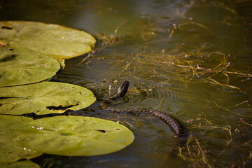 Adder swims in the water among the leaves of a water yellow lily