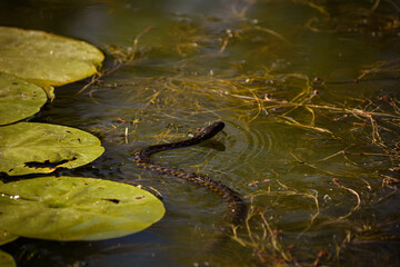 Adder swims in the water among the leaves of a water yellow lily