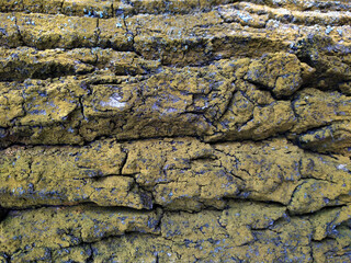tree bark texture