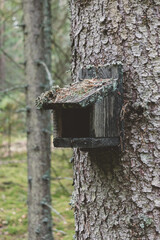 Old construction of bird feeder hanging on spruce trunk in the forest