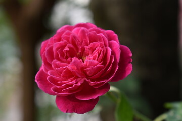 pink and white rose