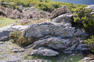 Mosses and Lichens on stones and rocks in the mountains of Corsica