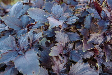 Fragrant sweet basil used in salads