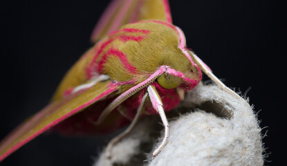 Macro Of The Head Of An Elephant Hawk Moth, Deilephila elpenor, With Black Background.UK