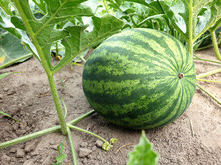 Large ripe watermelon on the bed, selective focus
