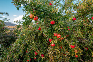 Pomegranate trees and natural red pomegranates