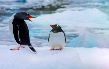 Couple of penguins on blue ice background. Antarctica wildlife. Gentoo penguins.