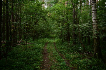 path in the forest