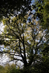 Trees in an urban park