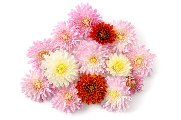 Chrysanthemenblüten