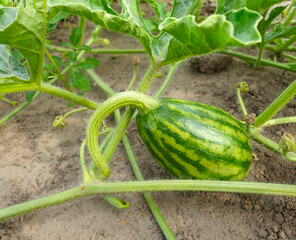 Small watermelon in the garden, selective focus