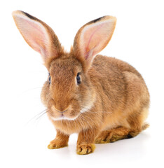 Brown rabbit on white.