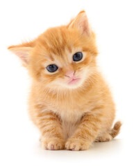 Kitten on white background.