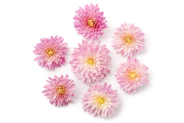 Chrysanthemenblüten