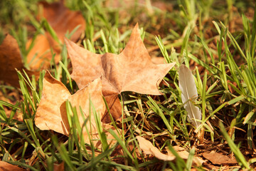 fallen leaves on the grass. autumn nature background